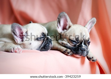 two french bulldog puppies - twins lying in a studio with a pink background