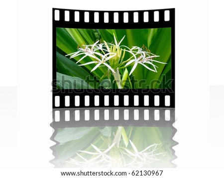 Film frame with color pictures (nature).