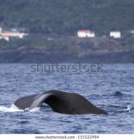 Sperm whale starts a deep dive - near shore waters south of Lajes do Pico (Pico Island, Azores) 03