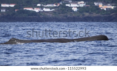 Sperm whale relax after a deep dive - near shore waters south of Lajes do Pico (Pico Island, Azores) 05