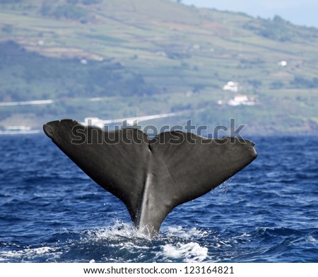 Sperm whale starts a deep dive - Pico island, Azores