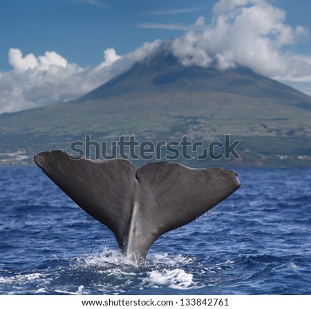 Big fin of a Sperm whale in front of volcano Pico, Azores islands