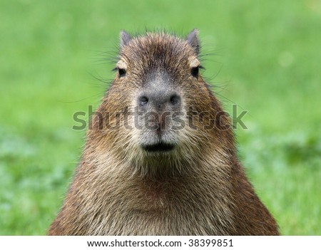 stock-photo-close-up-of-a-young-capybara