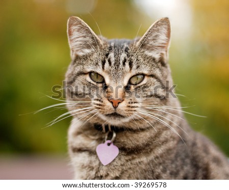 Cat outside with a Fall color background. Tight depth of field, highlighting the cat\'s eyes and nose area. The cat also has on a collar and a very obvious tag.