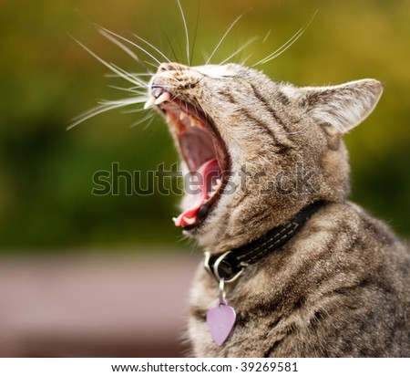 A cat in natural surroundings having a good yawn. The cat has a collar and tag for identification. Slight motion blur to the mouth area.