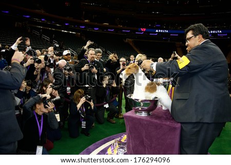 NEW YORK-FEB 11: Sky, a wire fox terrier with handler Gabriel Rangel, wins \'best in show\' at the 138th Westminster Kennel Club Dog Show at Madison Square Garden on February 11, 2014  in New York City.