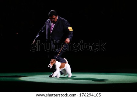 NEW YORK-FEB 11: Sky, a wire fox terrier, with handler Gabriel Rangel wins \'best in show\' at the 138th Westminster Kennel Club Dog Show at Madison Square Garden on February 11, 2014  in New York City.
