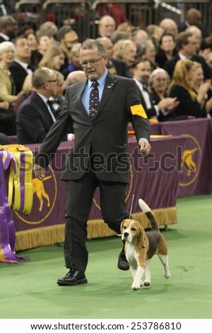 NEW YORK-FEB 17: Miss P, a 15-inch beagle performs with William Alexander before winning Best in Show award at the 139th Annual Westminster Kennel Club Dog Show on February 17, 2015 in New York City.