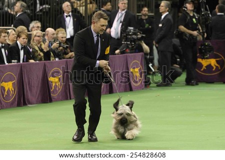 NEW YORK-FEB 17: Charlie, a Skye Terrier, performs at the 139th Annual Westminster Kennel Club Dog Show on February 17, 2015 in New York City.