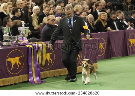 NEW YORK-FEB 17: Miss P, a 15-inch beagle is shown by William Alexander before winning Best in Show award at the 139th Annual Westminster Kennel Club Dog Show on February 17, 2015 in New York City.
