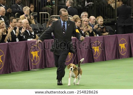 NEW YORK-FEB 17: Miss P, a 15-inch beagle is shown by William Alexander before winning Best in Show award at the 139th Annual Westminster Kennel Club Dog Show on February 17, 2015 in New York City.