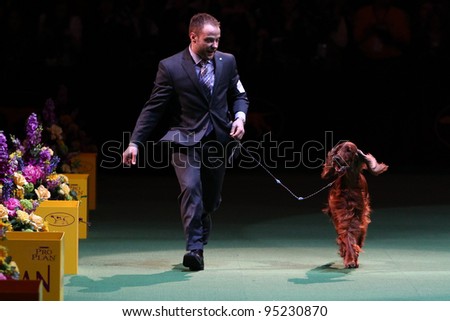 NEW YORK - FEBRUARY 14: Adam Bernardin handles Irish Setter Grand Champion Shadagee Caught Red Handed, Sporting Group winner at Westminster Kennel Club Dog Show on February 14, 2012 in New York City.