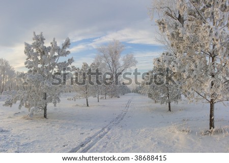 ski track in the icy forest
