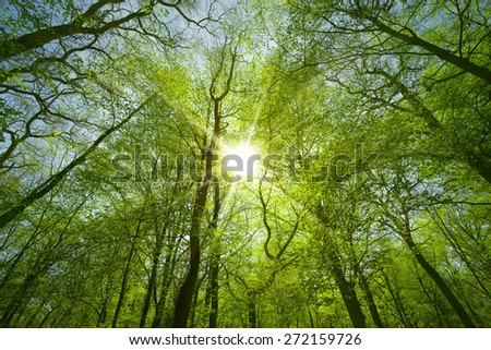spring sun shining through the tree branches
