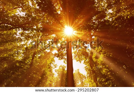 spring sun shining through the tree branches