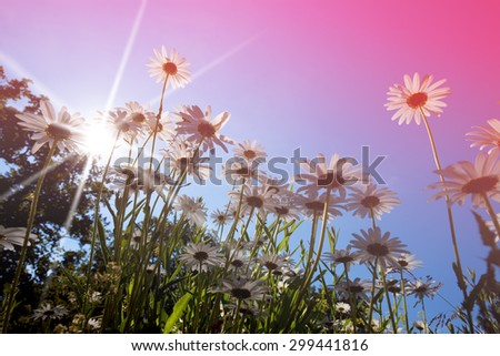 oxeye daisy in the morning sun