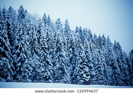 Trees covered with hoarfrost. Beautiful winter landscape with snow covered trees