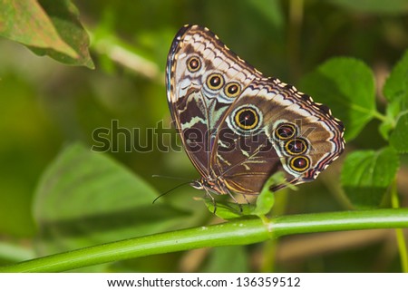 The Butterfly. A beautiful butterfly sitting in the tree. Owl Butterfly.  Blue Morpho Butterfly