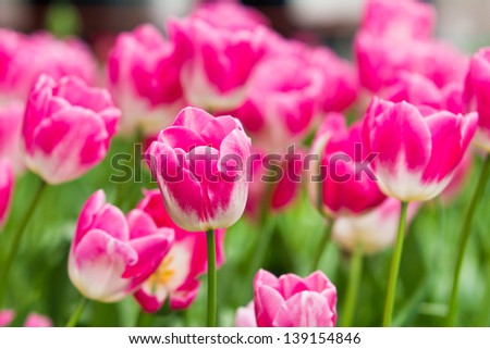 Beautiful spring flowers. Tulips