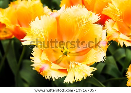 Beautiful spring flowers. Tulips