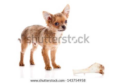Chihuahua , 5 months old. chihuahua dog isolated on white background.  dog with bone isolated on white background