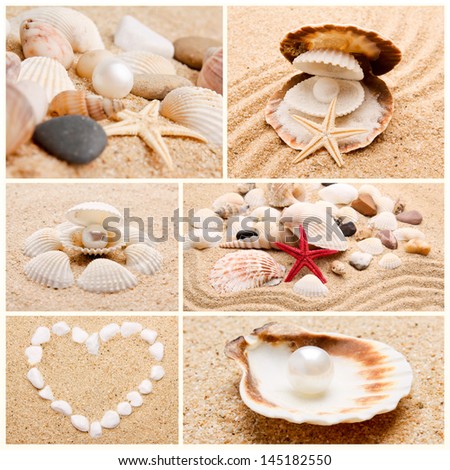 collection of seashells. pearl on the seashell . The exotic sea shell . treasure from the sea.