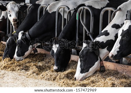 Cows In A Farm. Dairy Cows In A Farm.