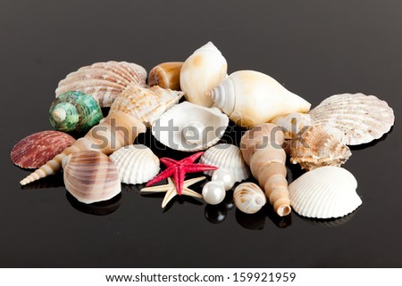 The exotic sea shell . treasure from the sea