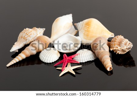 The exotic sea shell . treasure from the sea