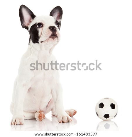 French bulldog puppy with toy ball over white French bulldog puppy with toy ball over white