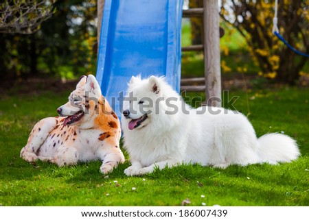 samoyed  dog repainted on leopard and tiger.  groomed dog. pet grooming. Samoyed dog