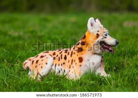 samoyed  dog repainted on leopard. groomed dog. pet grooming. Samoyed dog