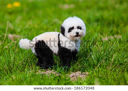 dog repainted on panda.  groomed dog. pet grooming.