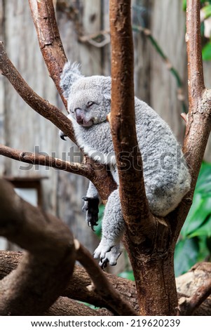 Australian Koala Bear sleep on a tree trunk. Koala relaxing on Australian Eucalyptus tree