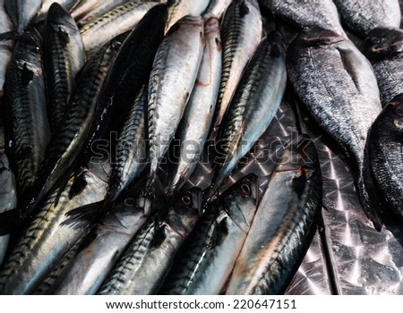 Fresh mackerel fish (Scomber scrombrus).  Mackerel  for sale at a fish market.