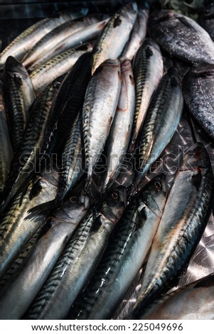 Fresh mackerel fish (Scomber scrombrus).  Mackerel  for sale at a fish market.