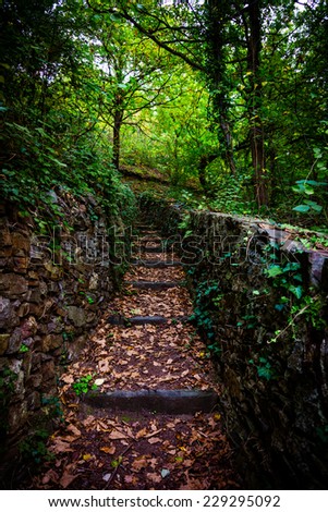 Stone stairs in green forest.  Climbing trail with stone steps