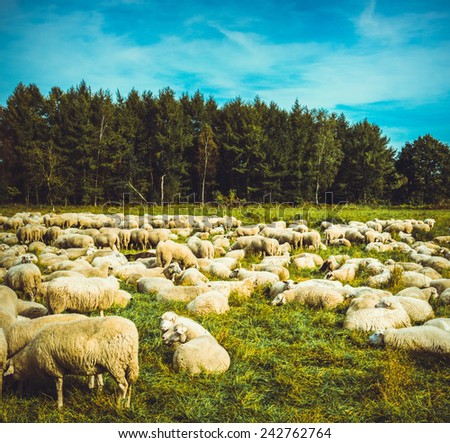 Herd of sheep.  sheep grazes on a green field