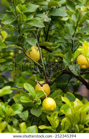 lemon tree. Bunch of ripe lemons