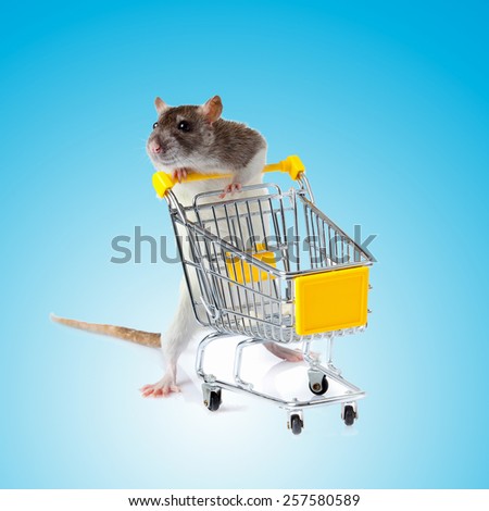 Rat with shopping cart  on blue background. concept for pet shop. rat with a basket
