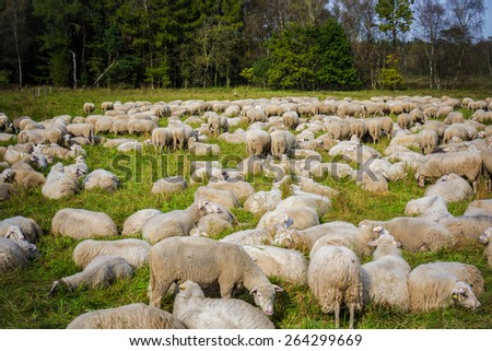 Sheep with lambs at a pasture.  sheep grazing