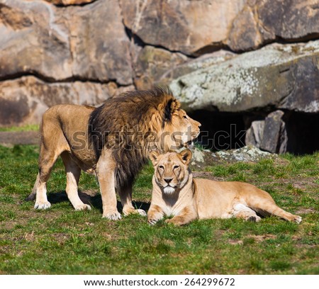 Lion and Lioness. Lion Couple.   Male and Female Lions