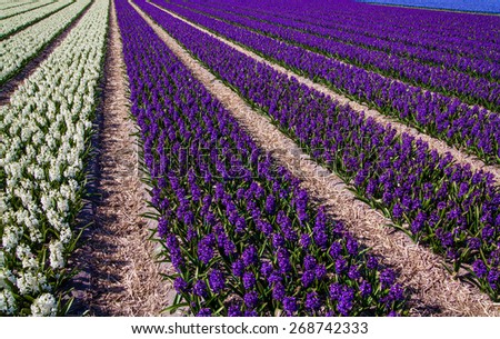 Beautiful Dutch hyacinth field. Spring flowers