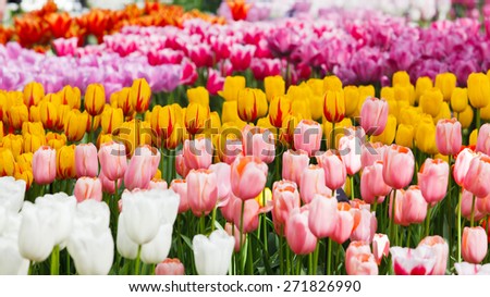 Beautiful spring flowers.  colorful tulips. Floral Background.