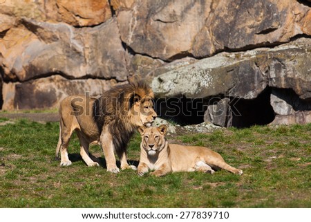 Lion and Lioness. Lion Couple.   Male and Female Lions