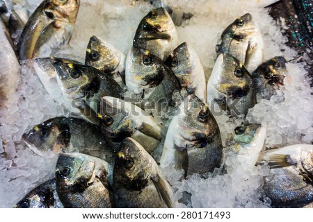dorado fish on ice in fish market. Fresh fish at the market