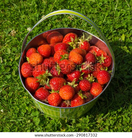 Strawberries in a basket.  bowl of fresh strawberries on grassy lawn