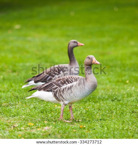Goose. Wild goose
