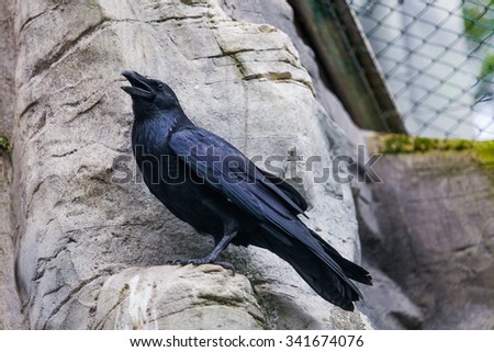 black raven. crow
