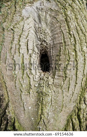 hole of a tree